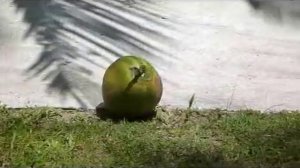 Как обезьяны собирают кокосы в Тайланде