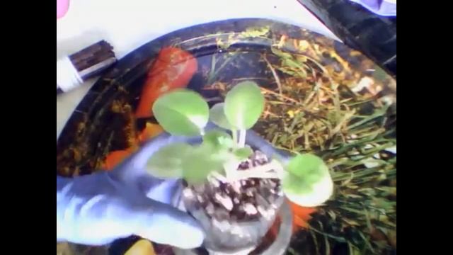Комнатные цветы.Все секреты ухода.Комнатные растения.Цветы в доме.Домашние цветы.Мои цветы.Фиалки.