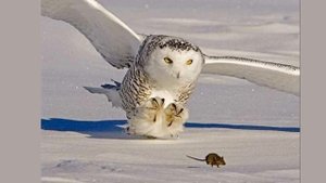 Окружающий мир 4 класс Перспектива. ТЕМА "В ХОЛОДНОЙ ТУНДРЕ" с.82-85