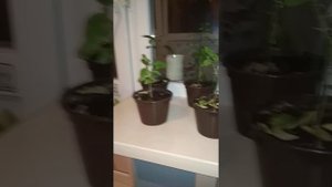 Выращивание цитрусовых в домашних условиях.