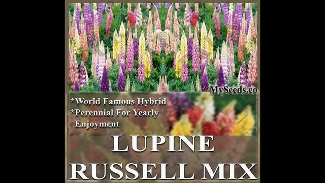 RUSSELL LUPINE MIX, Lupinus polyphyllus FLOWER SEEDS on www.MySeeds.Co смотреть онлайн