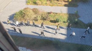 спартакиада в морском 2023.mp4