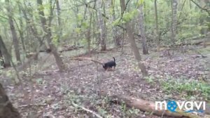 Собаку укусила пчела. Маслята под сосной