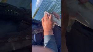 Отчеты с КМК (Калининградский Морской Канал)