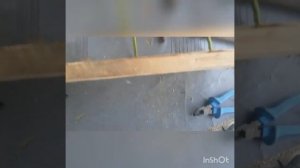 Клетка западок. Клетка западок из ивы.