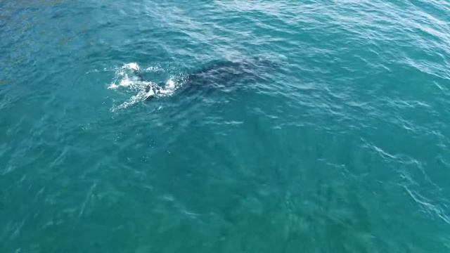 Звук песни китов смотреть онлайн