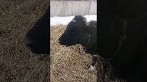 Эксперимент над животными (гуманный). Если корове дать лимон понюхать или лизнуть? Что будет?