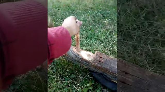 Что или кого можно вырастить на ленивом огороде вместо прополки. Качеля балансир своими руками. смотреть онлайн