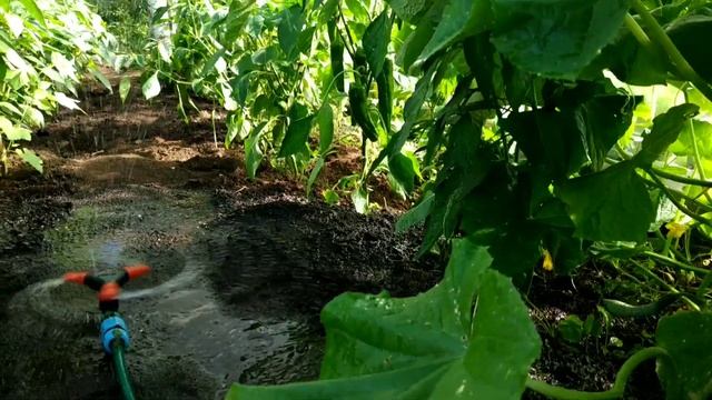 ПОЛИВ ПЕРЦА В ТЕПЛИЦЕ ВЕРТУШКОЙ