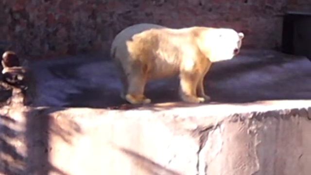Лунная походка медведя из Лен.зоопарка (танцует)