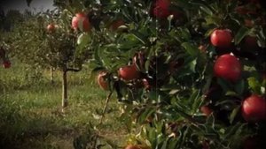 Яблоня вкусного высокоурожайного сорта Айдаред