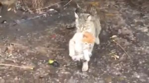 Кошка несет котенка