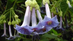 How to Grow Angel Trumpet at Home