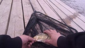 ?ОСЕТР, КАРП, АМУР, СОМ И ТРОФЕЙНАЯ? РЫБА! ОТКРЫТИЕ VIP ЗОНЫ! РЫБАЛКА В КОКИНО