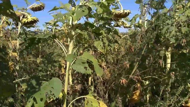 совка подсолнечник, цена на зерно цена на подсолнечник смотреть онлайн