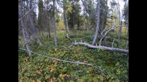 Медведь скинул Алтая в воду! ОХОТА НА МЕДВЕДЯ С ЛАЙКАМИ 2020