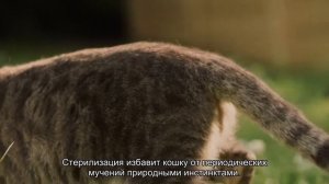 Как помочь кошке при течке?