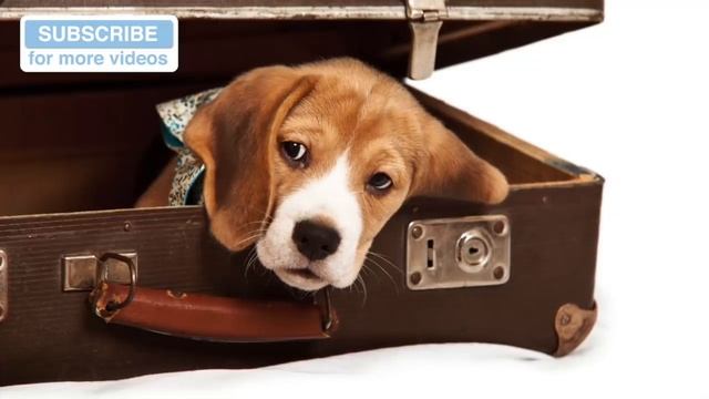 2.5 HOURS of Sweet Doggy Dreams Music. Send your Dog to Sleep with this Music! смотреть онлайн