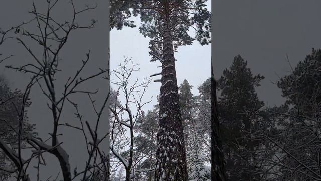 Winter in Russia, 6.12.2023 #зима #russia #новосибирск #сибирскаязима  #зимнийлес #winter #siberia смотреть онлайн