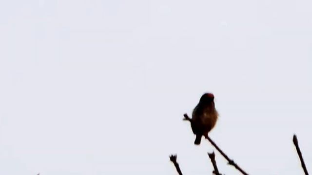 Coppersmith Barbet смотреть онлайн