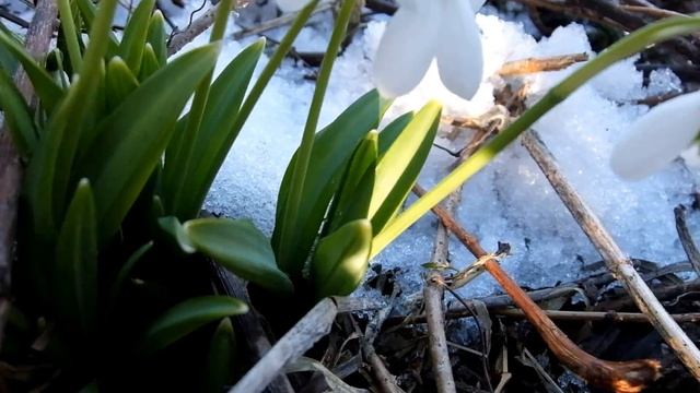 Распустились подснежники в марте... смотреть онлайн