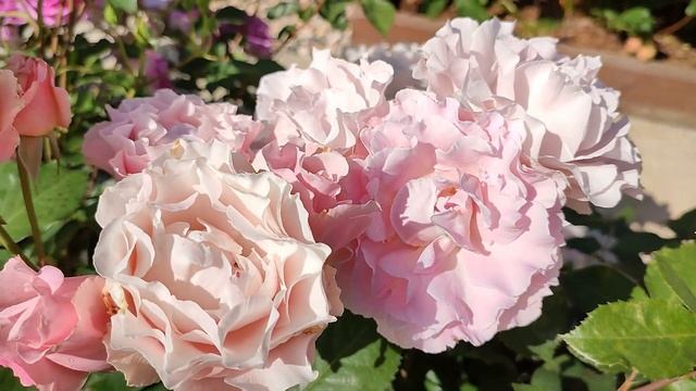 Роза Дафна. Японские розы в Подмосковье смотреть онлайн