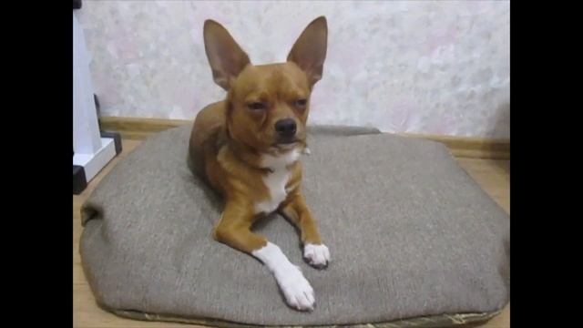 Как приучить собаку, щенка к ошейнику смотреть онлайн