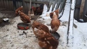 Содержание кур несушек///линька кур//чем кормить кур?//