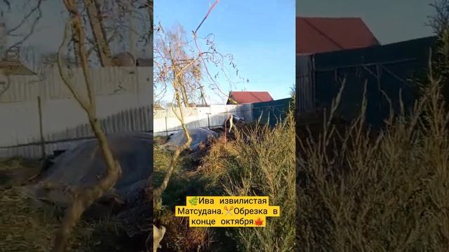 ?✂️Проредила крону ивы извилистой Матсудана в конце октября ? #иваМатсудана #ЦветыуНатальи