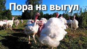 ИНДЮКИ НА ВОЛЕ / ВЫВЕЛИ НЕСУШЕК / " И всё идет по плану..."