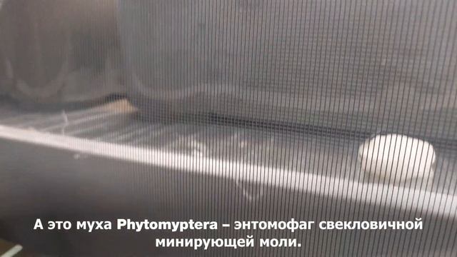 Инсектарий свекловичной минирующей моли, Краснодар смотреть онлайн