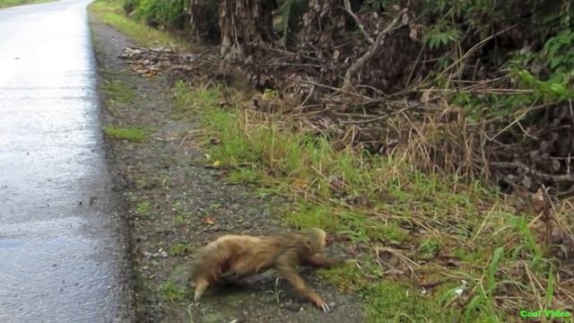 Ленивец переходит дорогу - Three toed sloth crosses the road