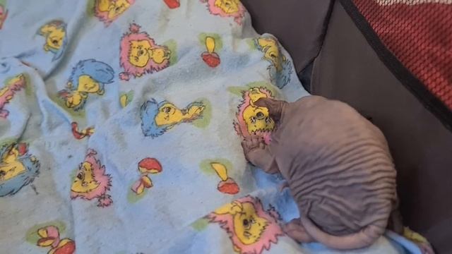 Котята канадского сфинкса,котятам три недели #канадскийсфинкс #сфинкс #сфинксы #лысыйкот #котята
