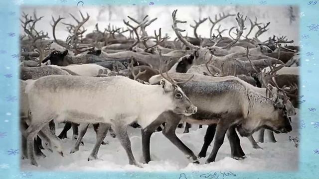 А. Ткаченко «Вот ты какой, северный олень!» смотреть онлайн