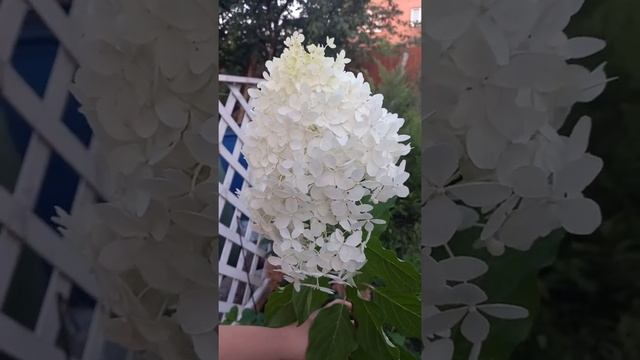 Гортензия метельчатая "Мэджикал Кэндл"