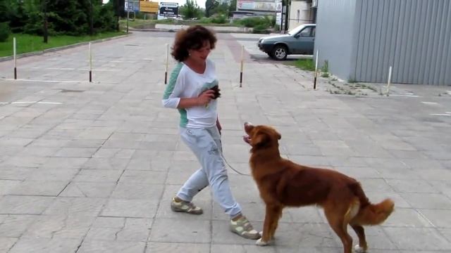 Новошотландский ретривер (толлер) FIRE SHADOW SIGHT OF THE WINNER WINNIE смотреть онлайн