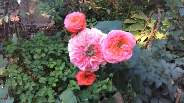 Розы . Помощь каналу можно перечислив средства на Сбербанк 2202 2036 9609 3030 смотреть онлайн