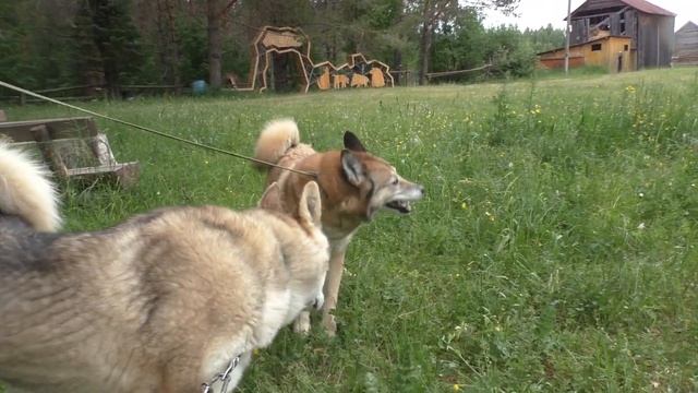 состоялась вязка Осуга-Жеся с кобелем Миша смотреть онлайн