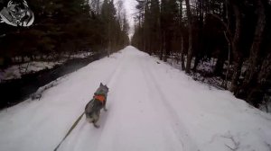 Охота #24 загонная охота на кабана