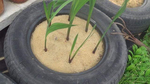 Гладиолусы смотреть онлайн