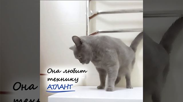 кошка в стиралке+музыка