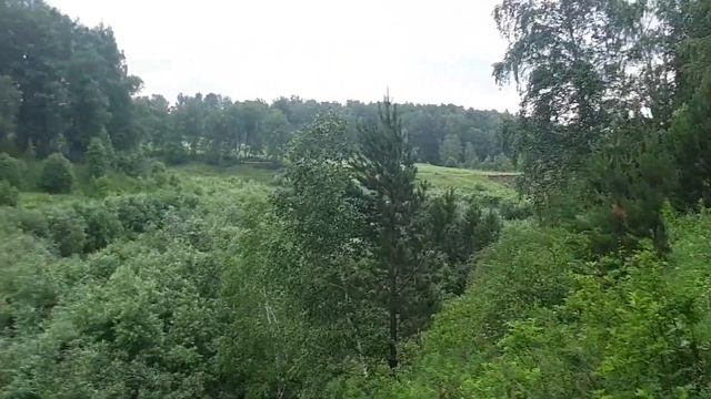 Западно-Сибирская Лайка. Прогулка в межсезонье.