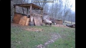 Прикольное видео про овцу!