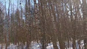 Легко ли найти чагу в лесу? Проверено на себе.