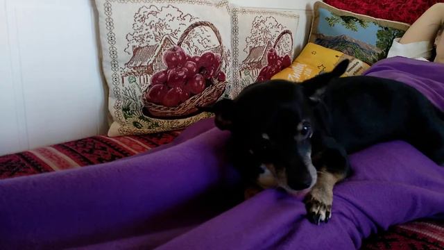 Собака ест одеяло/ Hund kauert Decke смотреть онлайн