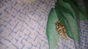 Бабочка бражника 'Молочайного' ВЫЛУПИЛАСЬ!