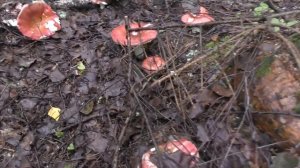 В лес пойдём и полную корзину белых грибов соберём! Тихая охота продолжается!