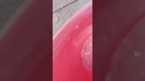 Лучшие минеральные добавки для телят/для роста/ для развития.