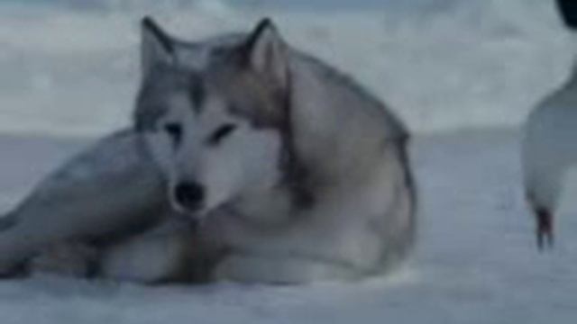 стая волков