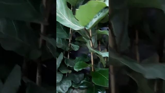 фикус Лирата 3ствола